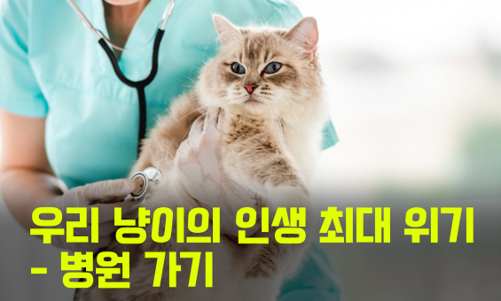 우리 냥이의 인생 최대 위기 - 병원 가기