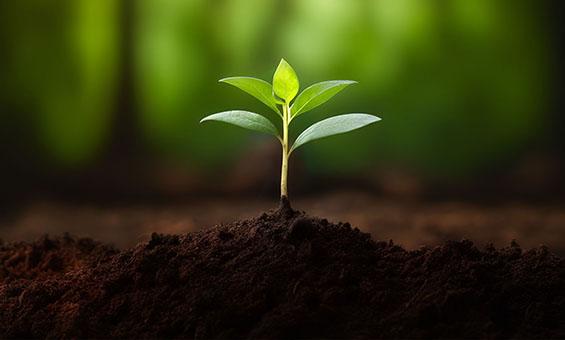 생존을 위한 식물의 수다